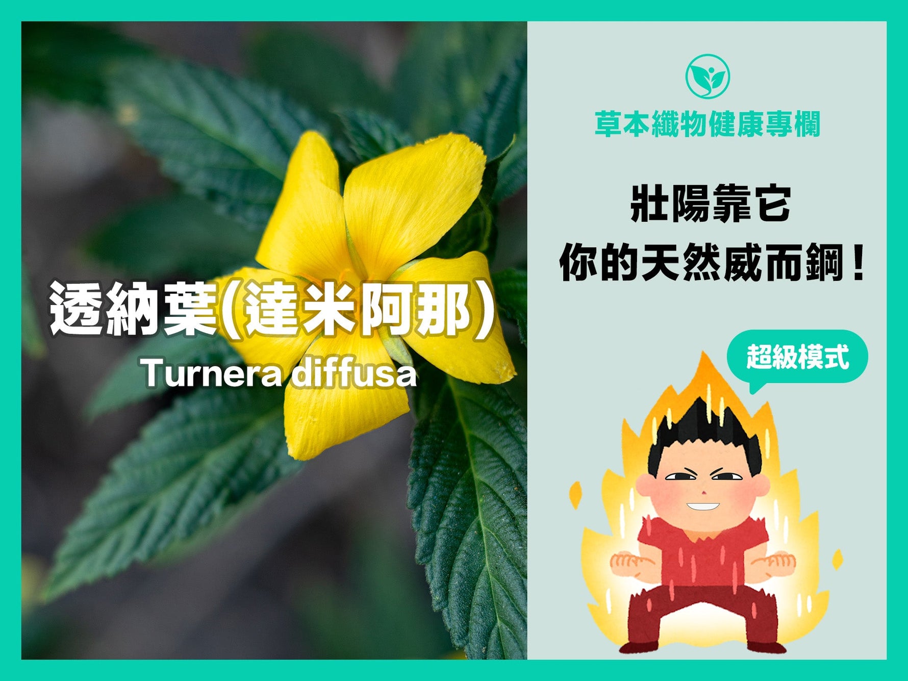 除了鹿茸、瑪卡，透納葉(達米阿那)也是補充精力的好選擇！